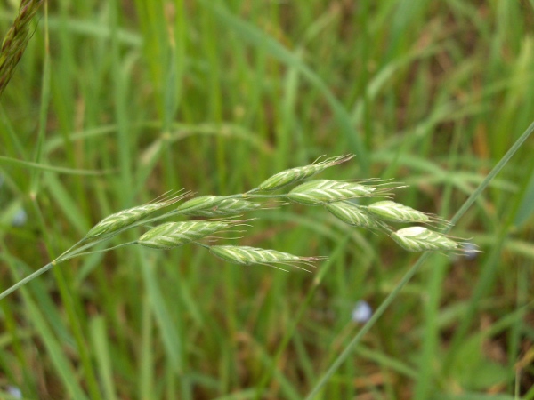 meadow brome / Bromus commutatus: Inflorescence