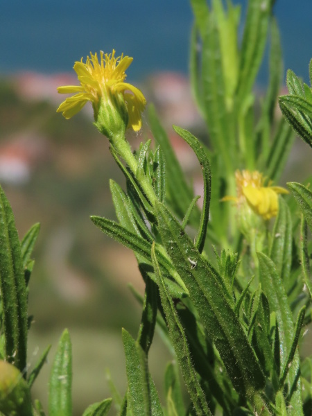 woody fleabane / Dittrichia viscosa: _Dittrichia viscosa_ differs from _D. graveolens_ in having ligules reaching far beyond the involucre.