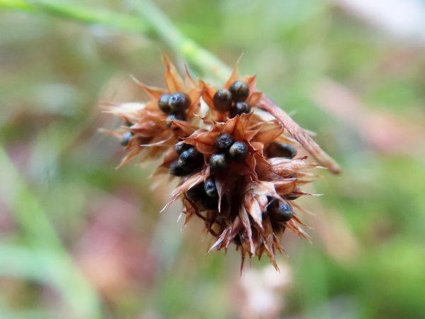 heath wood-rush / Luzula multiflora: The shape and size of the seeds and the inflorescence can be used to distinguish 3 subspecies within _Luzula multiflora_.