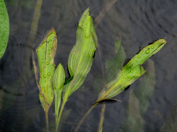 Loddon pondweed / Potamogeton nodosus: _Potamogeton nodosus_ is a pondweed with translucent net-veined leaves, found in 3 English river systems: the Dorset Stour, the Somerset Avon and the River Loddon (and downstream Thames).