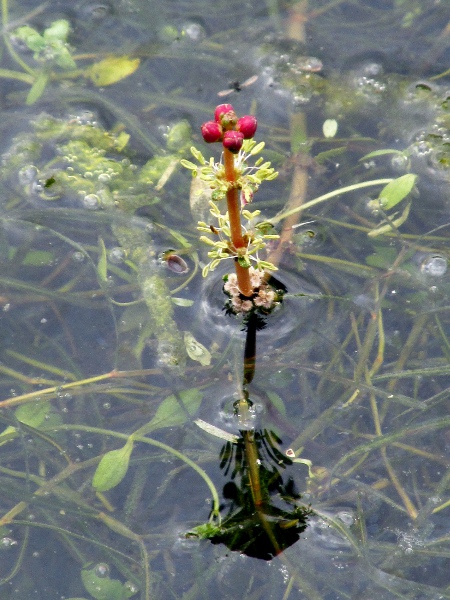 spiked water-milfoil / Myriophyllum spicatum