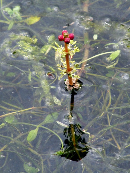 spiked water-milfoil / Myriophyllum spicatum: The reddish flowers of _Myriophyllum spicatum_ are raised above the water’s surface; they are also in whorls of 4.