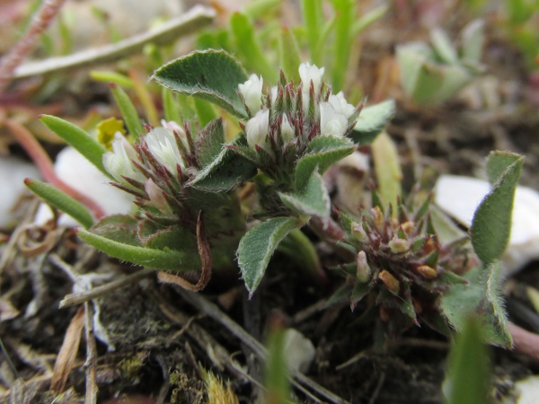 knotted clover / Trifolium striatum: _Trifolium striatum_ grows in sandy ground either near the coast or inland.