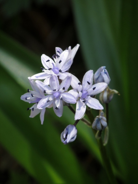 Pyrenean squill / Scilla liliohyacinthus: The anthers of _Scilla liliohyacinthus_ are a deep violet–black colour.