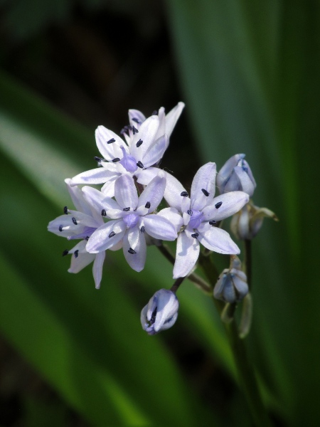 Pyrenean squill / Scilla liliohyacinthus