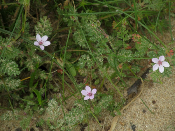 sticky storksbill / Erodium aethiopicum: _Erodium aethiopicum_ is similar to _Erodium cicutarium_, but often with smaller flowers and always with a dense covering of glandular hairs which may be lacking in _E. cicutarium_.