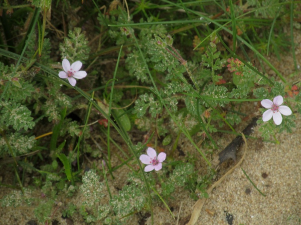 sticky storksbill / Erodium aethiopicum: _Erodium aethiopicum_ is similar to _Erodium cicutarium_, but often with smaller flowers and always with a dense covering of glandular hairs which may be lacking in _E. cicutarium_.