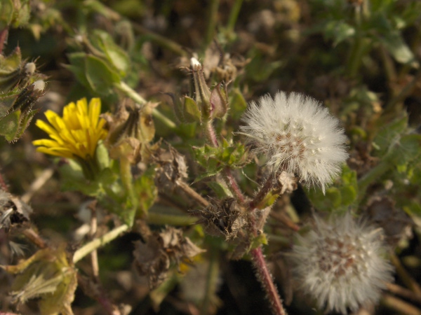 bristly oxtongue / Helminthotheca echioides: The achenes of _Helminthotheca echioides_ have a feathery pappus.