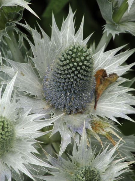 tall eryngo / Eryngium giganteum: The largest inflorescences are elongated into a cylindrical shape.
