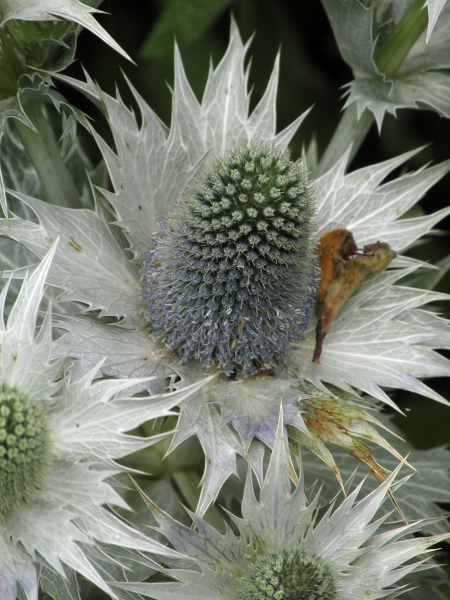 tall eryngo / Eryngium giganteum