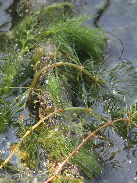 rigid hornwort / Ceratophyllum demersum: _Ceratophyllum demersum_ lives submerged in water, but this exposed specimen shows the leaf form.
