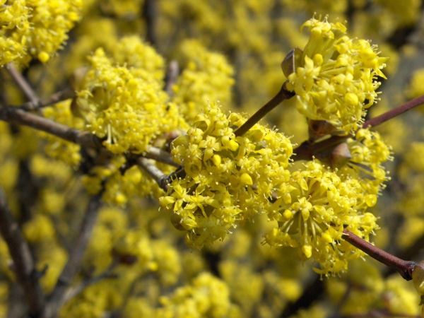 cornelian cherry / Cornus mas: _Cornus mas_ flowers before the leaves have emerged.