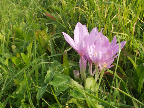 meadow saffron / Colchicum autumnale: _Colchicum autumnale_ is native to meadows and woods in the Welsh Marches and Wessex, and a few sites in Ireland and further north in England, but is also a popular garden plant.