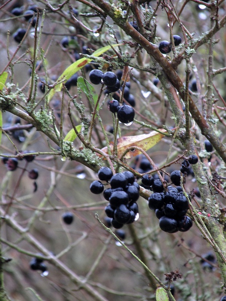 wild privet / Ligustrum vulgare: The fruit of _Ligustrum vulgare_ is a shiny, black berry.