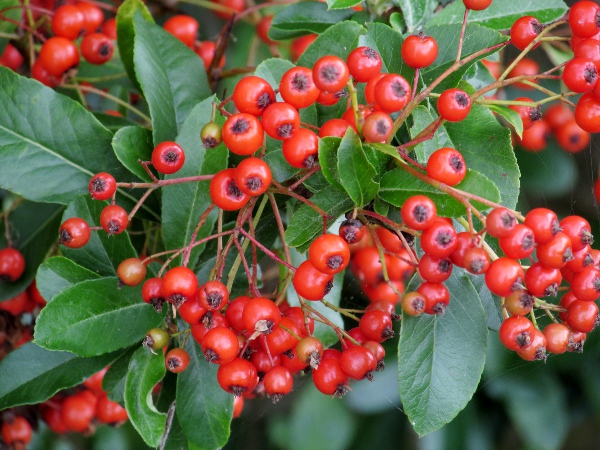 firethorn / Pyracantha coccinea: _Pyracantha coccinea_ is a garden shrub that often naturalises.