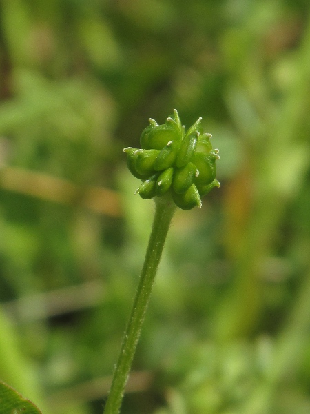 bulbous buttercup / Ranunculus bulbosus