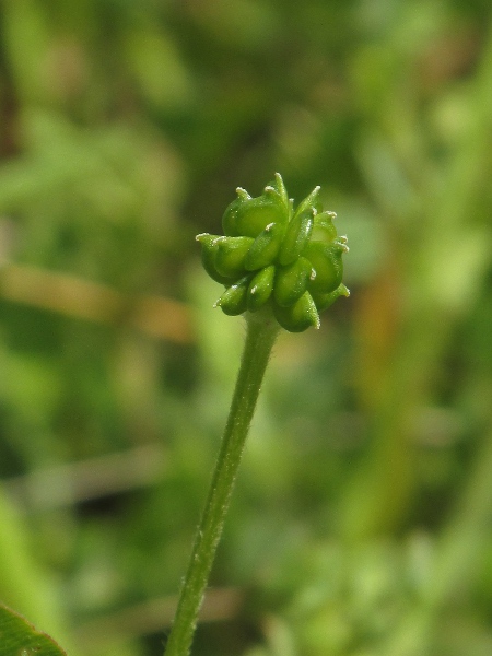 bulbous buttercup / Ranunculus bulbosus: The achenes of _Ranunculus bulbosus_ are finely pitted, but otherwise almost completely smooth.