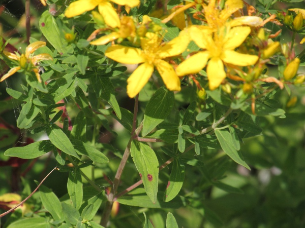 perforate St. John’s wort / Hypericum perforatum