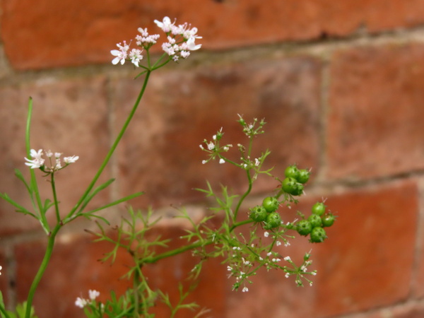 coriander / Coriandrum sativum: The fruit of _Coriandrum sativum_ is smooth and rounded, with the sepals still visible around the tip.