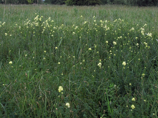 common meadow-rue / Thalictrum flavum: Despite being called the ‘common’ meadow-rue, _Thalictrum flavum_ is restricted to base-rich wetlands.