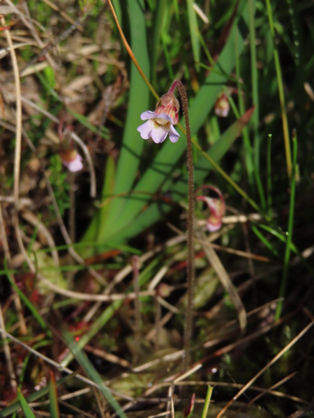 pale butterwort / Pinguicula lusitanica