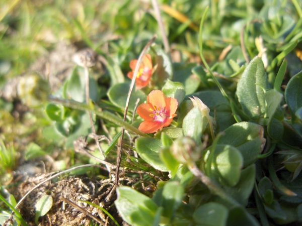 scarlet pimpernel / Lysimachia arvensis: _Lysimachia arvensis_ is a common weed of cultivated and waste ground.