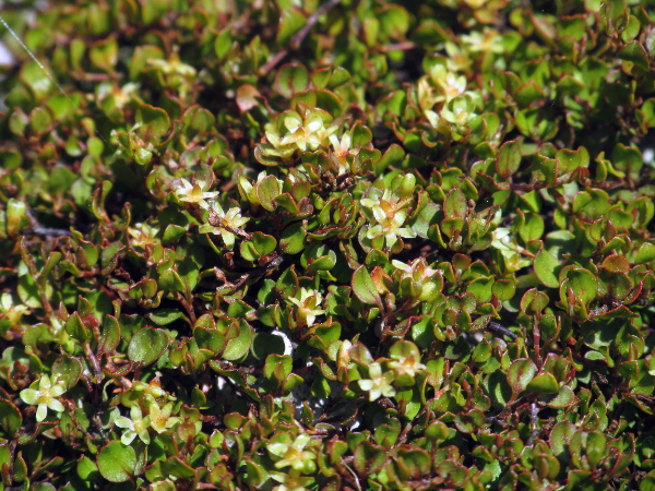 wireplant / Muehlenbeckia complexa: _Muehlenbeckia complexa_ is a low-growing divaricating shrub from New Zealand that has become established on cliffs and walls.