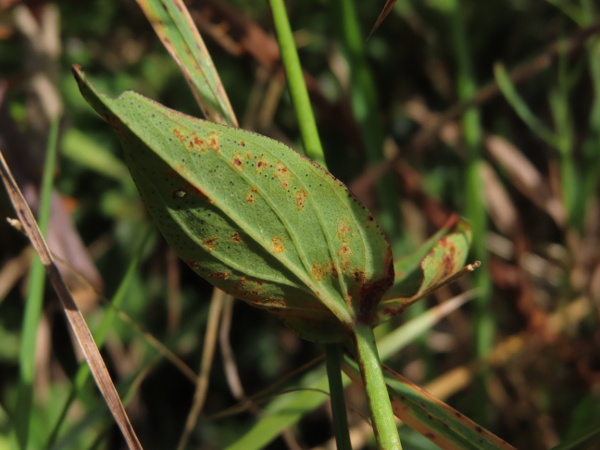 pale St. John’s wort / Hypericum montanum: The leaves of _Hypericum montanum_ are slightly hairy on the lower surface.