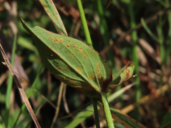 pale St. John’s wort / Hypericum montanum