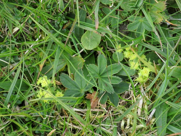 least lady’s-mantle / Alchemilla minima: _Alchemilla minima_ is a rare and tiny agamospecies in the _Alchemilla vulgaris_ aggregate, found only in a small area of the western Yorkshire Dales.