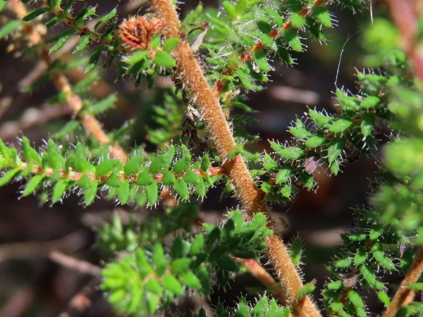 Dorset heath / Erica ciliaris: The leaves of _Erica ciliaris_ are flat and fringed with a conspicuous row of glandular hairs.