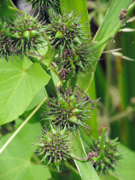 branched bur-reed / Sparganium erectum: 4 subspecies of _Sparganium erectum_ can be distinguished based on the shape of the fruits.