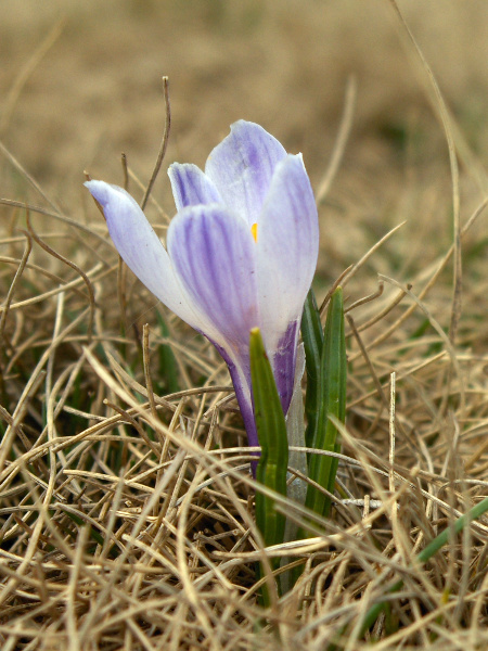 white crocus / Crocus vernus: _Crocus vernus_ (subsp. _albiflorus_) is native to the mountains of central and southern Europe; it differs from the more common garden escape, _Crocus neapolitanus_, in having its styles shorter than the stamens.