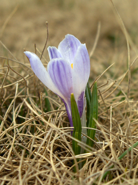 white crocus / Crocus vernus