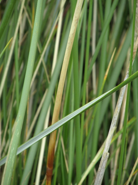 marram / Ammophila arenaria