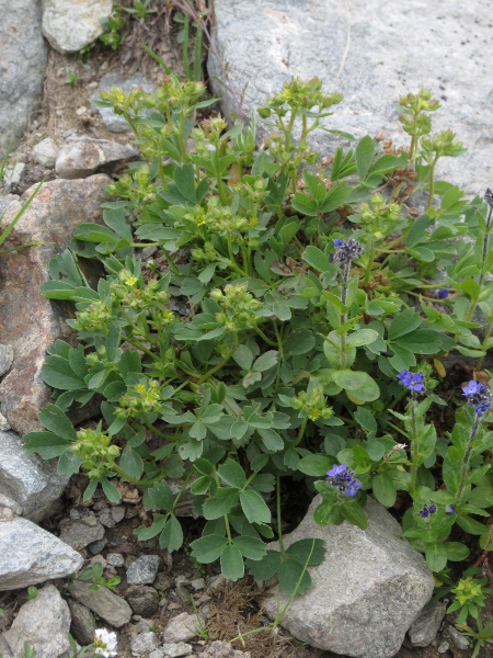 sibbaldia / Sibbaldia procumbens: _Sibbaldia procumbens_ is an <a href="aa.html">Arctic–Alpine</a> plant found in the Highlands of Scotland.