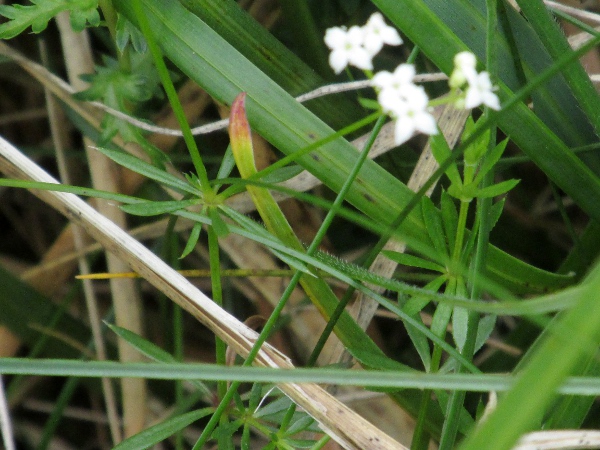 limestone bedstraw / Galium sterneri