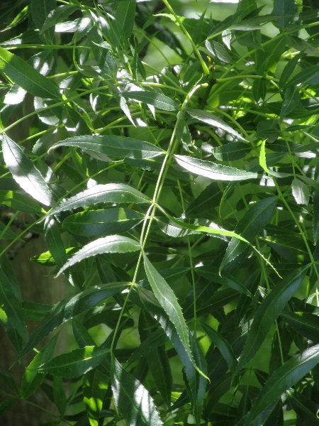 narrow-leaved ash / Fraxinus angustifolia