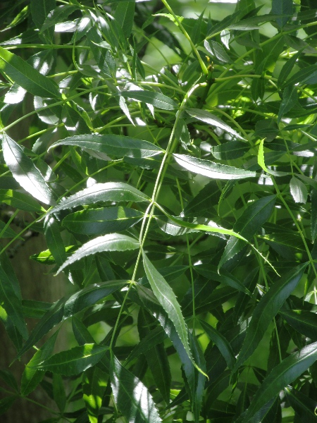 narrow-leaved ash / Fraxinus angustifolia: The leaflets of _Fraxinus angustifolia_ are narrower than those of _Fraxinus excelsior_.