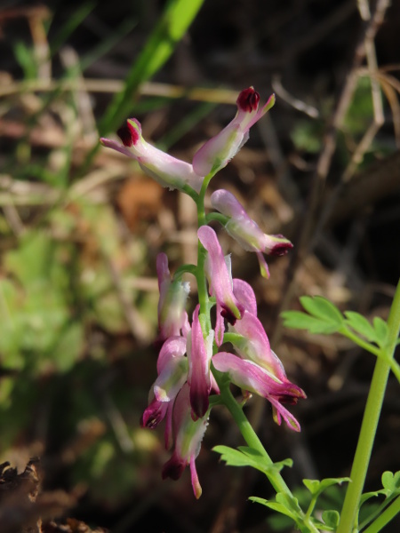 purple ramping fumitory / Fumaria purpurea: As with _Fumaria capreolata_, the flowers of _F. purpurea_ become swept downwards soon after opening; unlike that species, the dark ‘wings’ of the upper petal conceal the green central ridge when seen from the side.