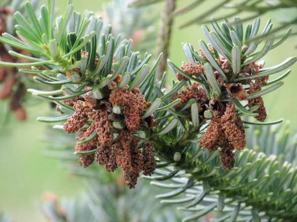 Caucasian fir / Abies nordmanniana: Pollen cones