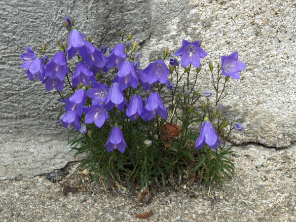 lowland harebell / Campanula rotundifolia subsp. rotundifolia: The tetraploid _C. rotundi­folia_ subsp. _rotundi­folia_ has narrow, pointed stem-leaves and several smallish flowers per stem.