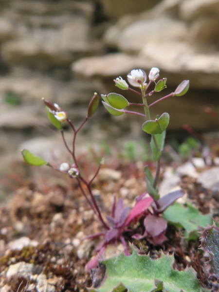 perfoliate penny-cress / Microthlaspi perfoliatum: Within the British Isles, _Microthlaspi perfoliatum_ is only found at a few sites in the Cotswolds; it has clasping (not perfoliate) stem-leaves and winged fruit with a short style buried in the notch at the end.