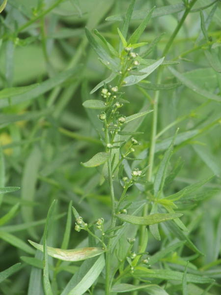 tarragon / Artemisia dracunculus: Inflorescences