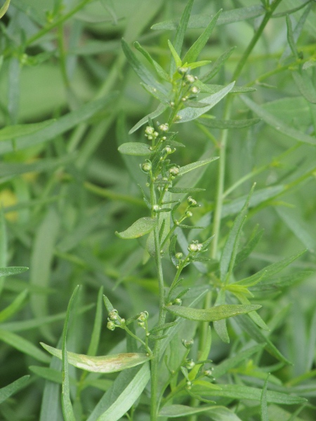 tarragon / Artemisia dracunculus