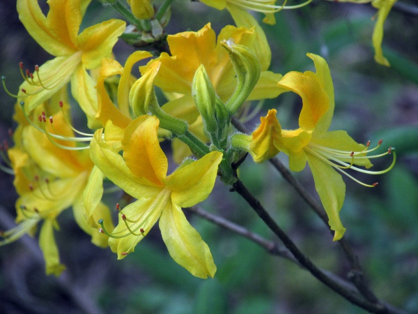 yellow azalea / Rhododendron luteum: The flowers of _Rhodendron luteum_ are conspicuous and yellow; the calyx and ovary have a dense covering of glands.