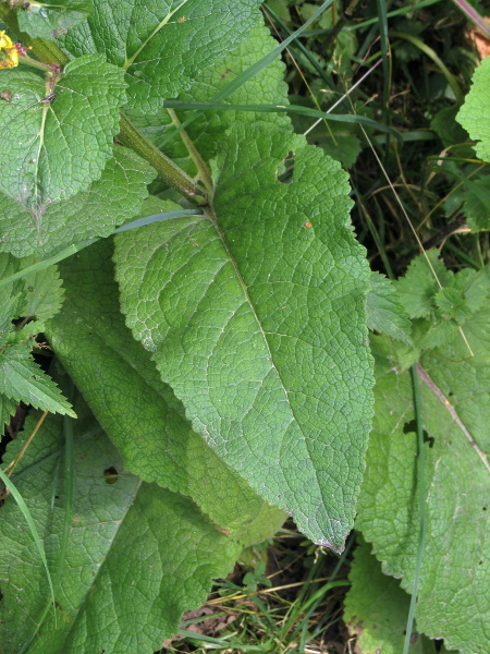 dark mullein / Verbascum nigrum: Unlike the alien _Verbascum chaixii_, the leaves of _Verbascum nigrum_ are cordate at the base.