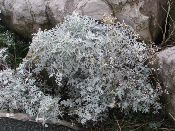 silver ragwort / Jacobaea maritima: _Jacobaea maritima_ is a Mediterranean plant much grown in gardens and a frequent escapee in coastal areas.