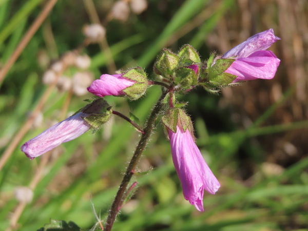 musk mallow / Malva moschata