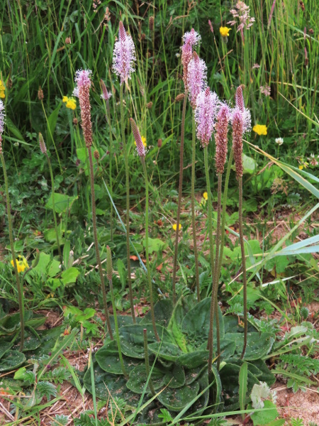 hoary plantain / Plantago media: _Plantago media_ grows predominantly in grasslands on lime-rich or clay-based soils; it is widespread in England, but rarer in Wales, and hardly found in Scotland or Ireland.